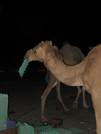 photo 329752