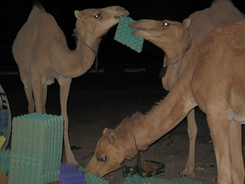 photo 329753