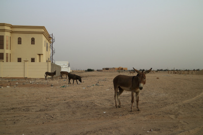photo 429237