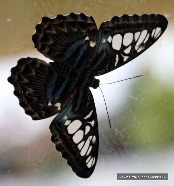 photo 1238902