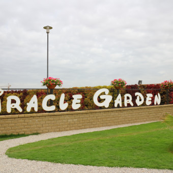 Miracle Garden (Cад Чудес), Сад бабочек и Dubai Land - Дубаи