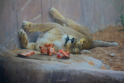 photo 372235