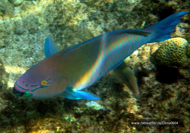 photo 1238472