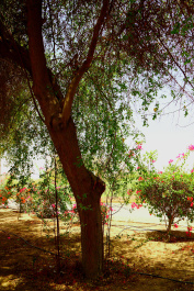 photo 387520