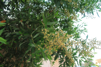 photo 408514