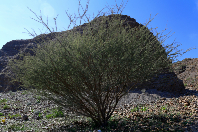 photo 667134