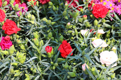 photo 677954