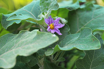 photo 677955