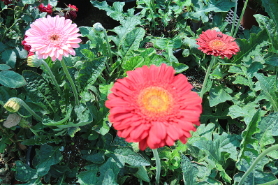 photo 677979