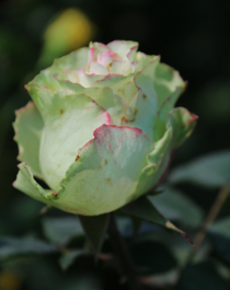 photo 677989