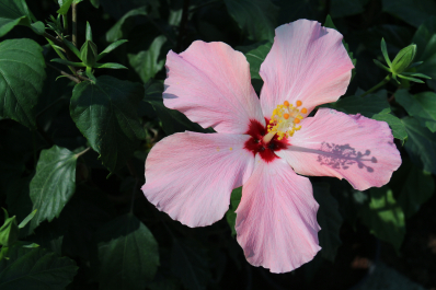 photo 678017