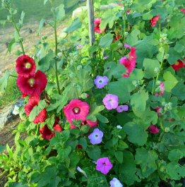 photo 706744