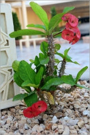 photo 786672
