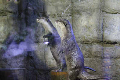 photo 354997