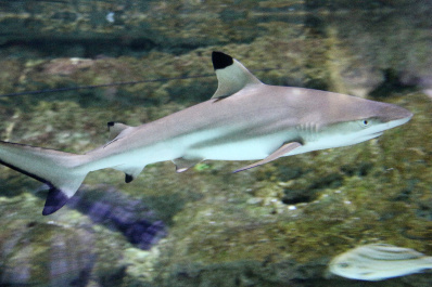 photo 370810