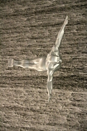 photo 785943