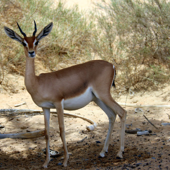 Заповедник в Дубаи (The Dubai Desert Conservation Reserve)