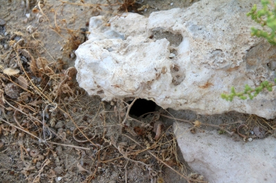 photo 737416