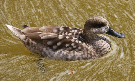 photo 745241