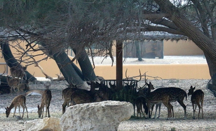 photo 755594