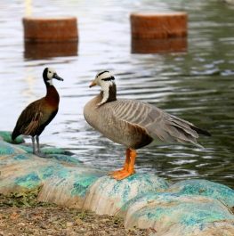 photo 757794