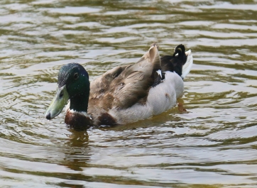 photo 762716