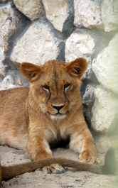 photo 770963