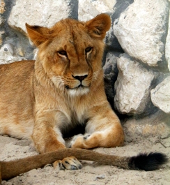 photo 770964