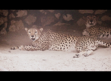 photo 770971