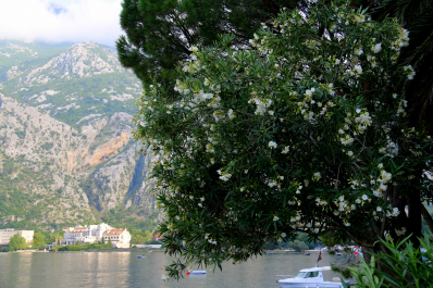 photo 1000290