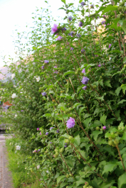 photo 1006086