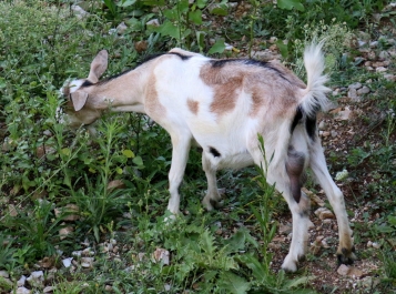 photo 954756