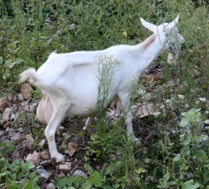 photo 954757