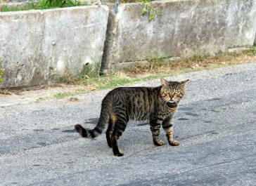 photo 927016