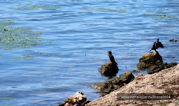 photo 920331