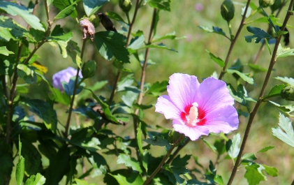 photo 954715