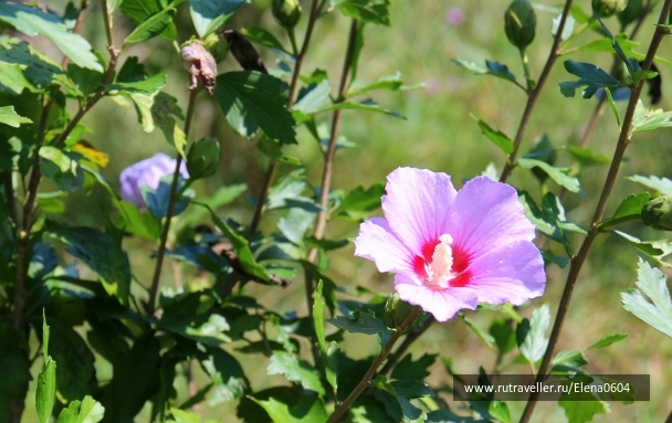photo 954715