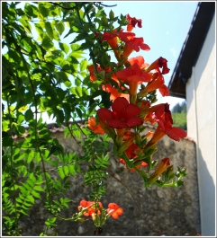 photo 954721