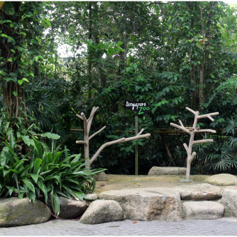 Зоопарк Сингапура. Парк птиц Джуронг.