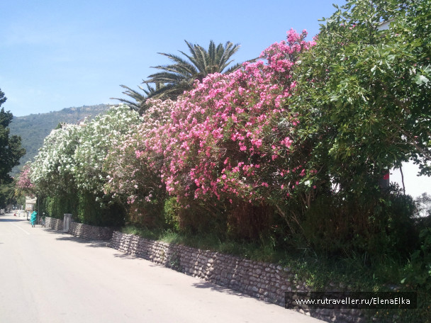 photo 189552
