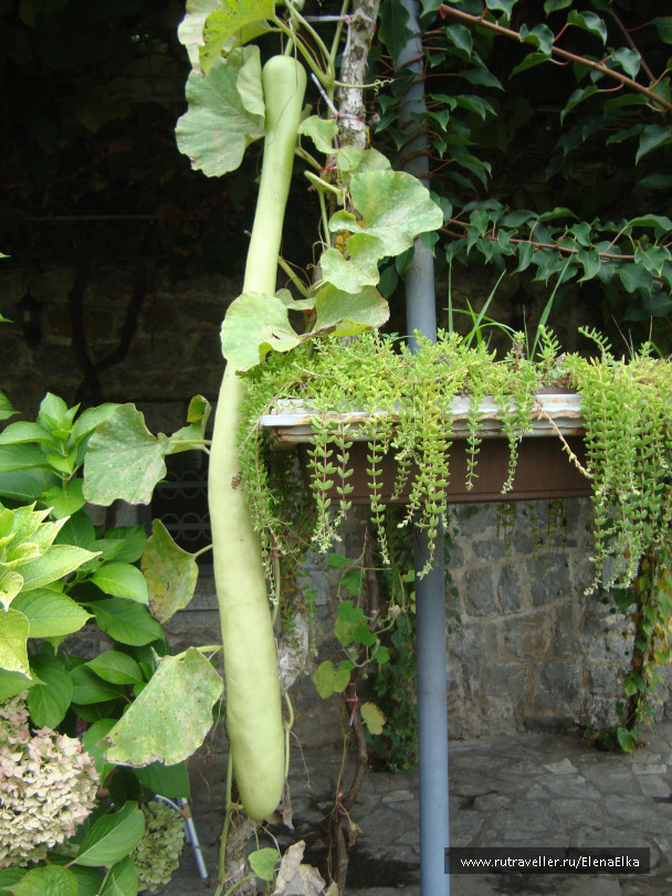 photo 1373135