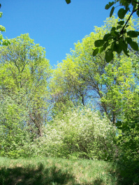 photo 241542