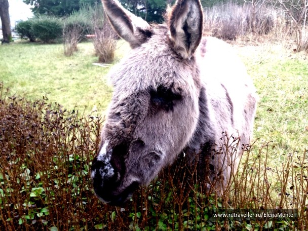 photo 1428521