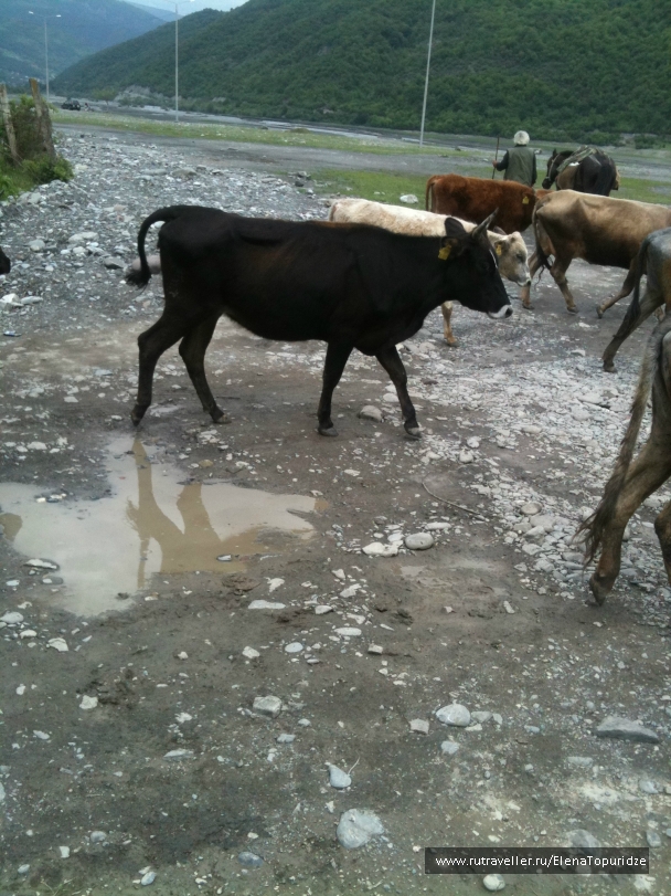 photo 864743