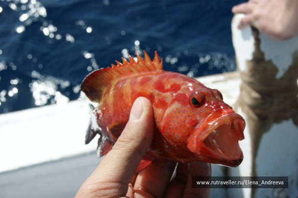 photo 323716
