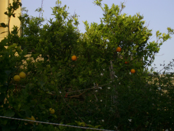 photo 410430