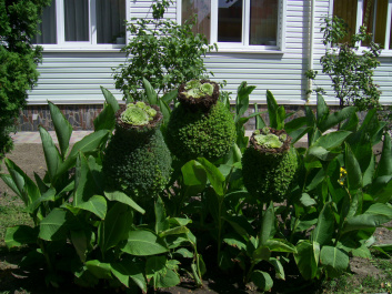 photo 463279