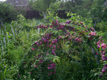 photo 463307