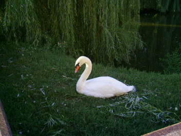 photo 463358