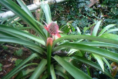 photo 250239